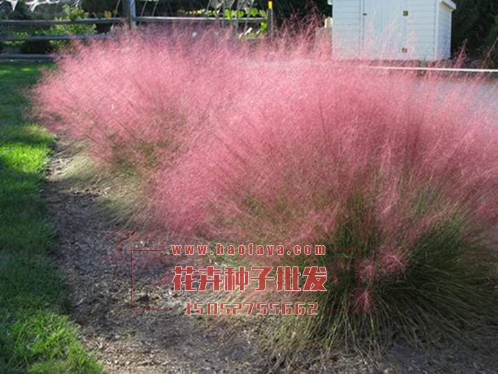 彎葉畫眉草種子種植技術(shù)