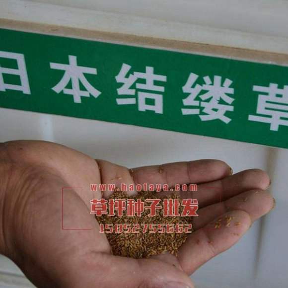 日本結(jié)縷草種子