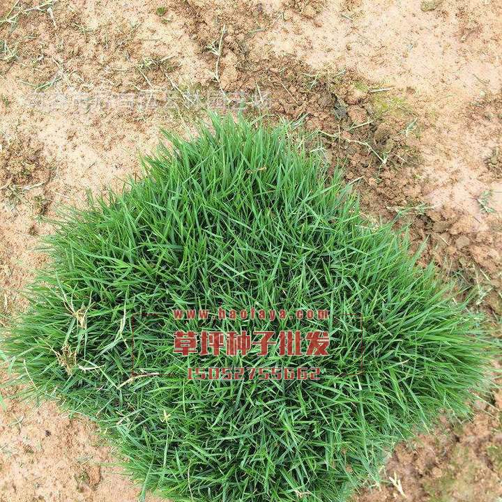 結(jié)縷草種子播種