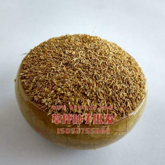 四季青草坪種子