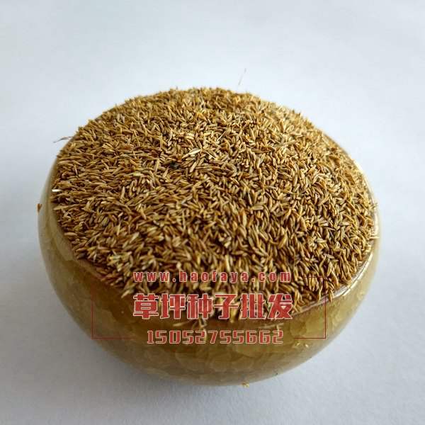 四季青草坪種子