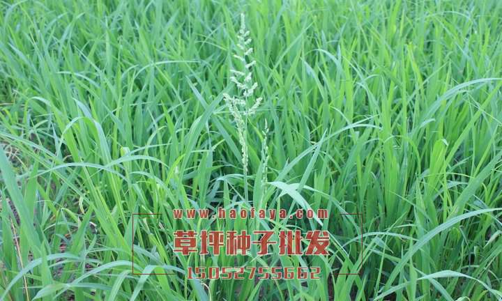 四季青草坪種子