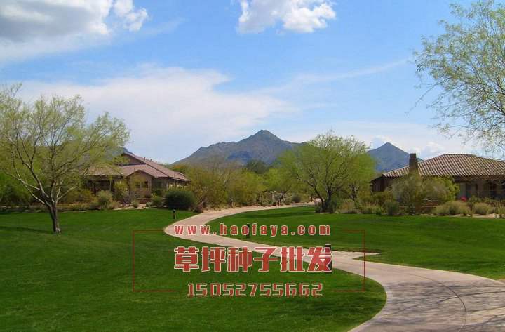 細(xì)葉天鵝絨草坪種子