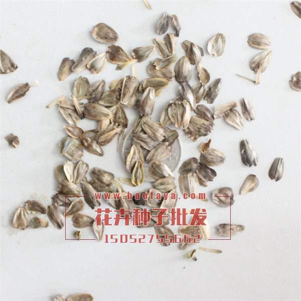 串葉松香草種子