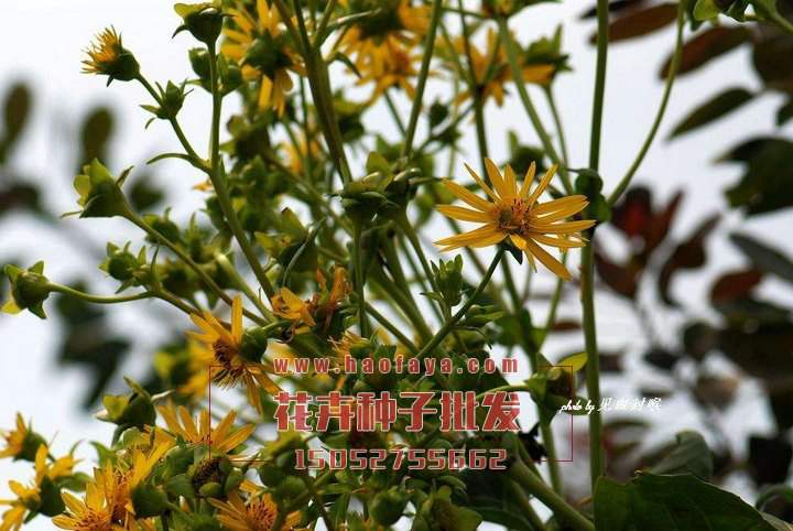 串葉松香草種子