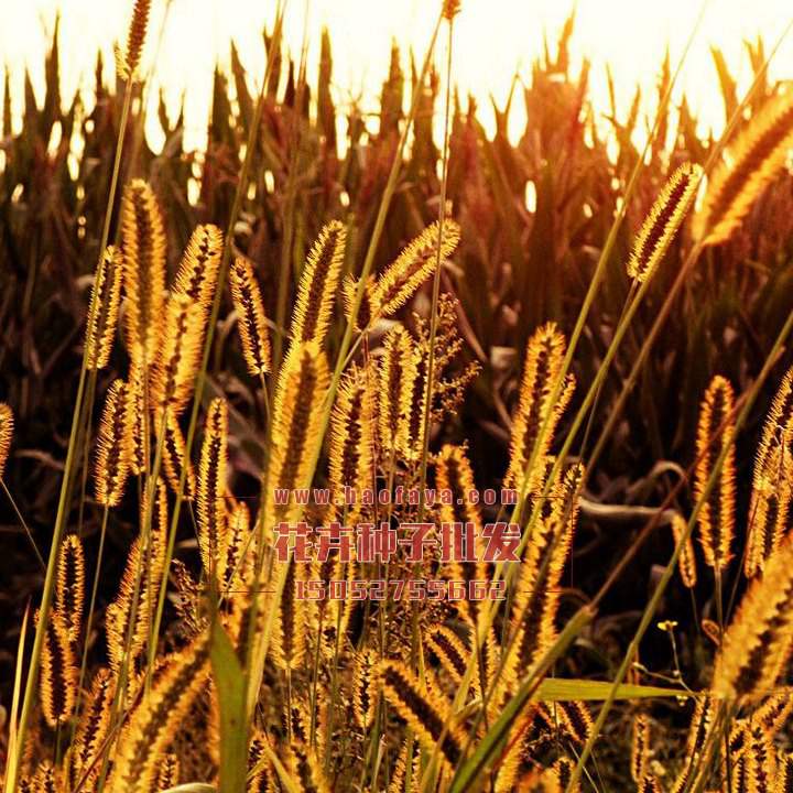 狗尾草種子價(jià)格