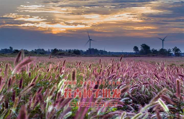 觀賞狼尾草種子