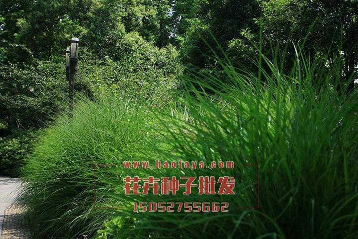 龍須草種子批發(fā)