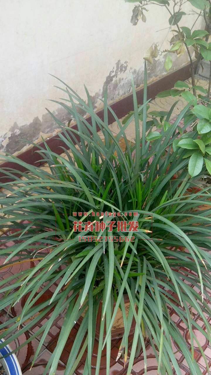 麥冬草種子批發(fā)