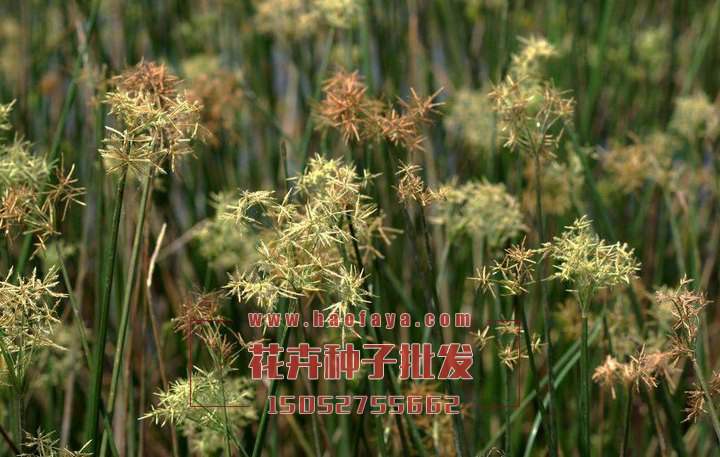 莎草種子