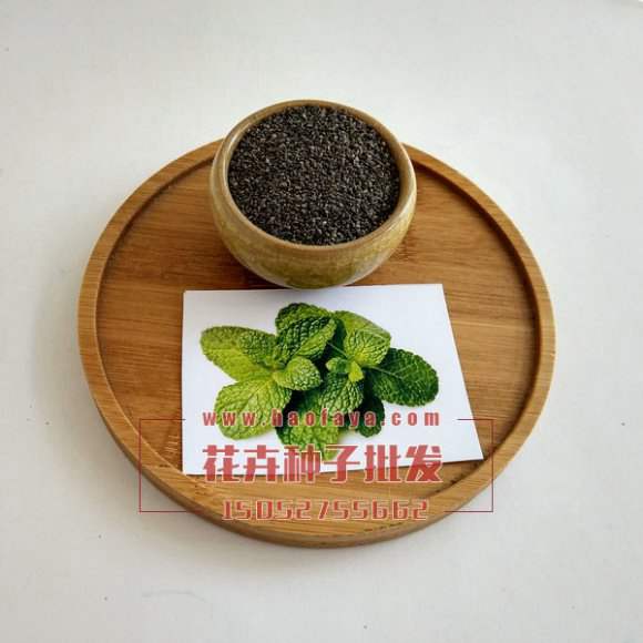 薄荷種子