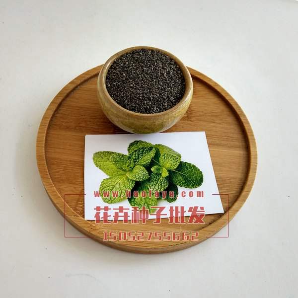 薄荷種子
