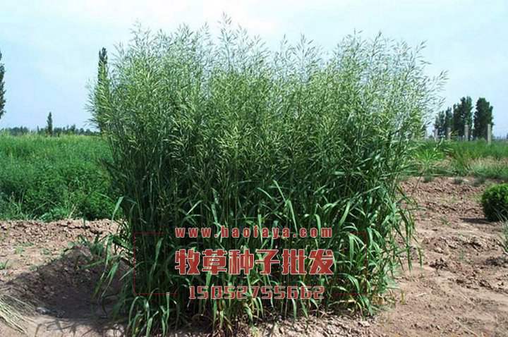 無(wú)芒雀麥種子