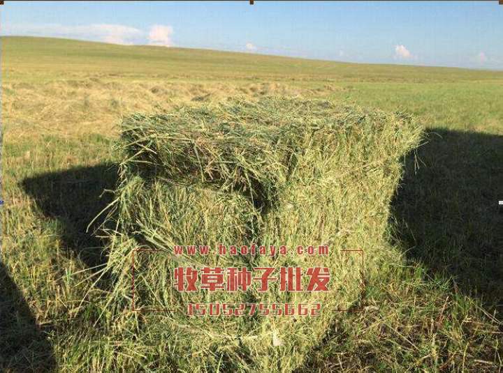 羊草種子批發(fā)