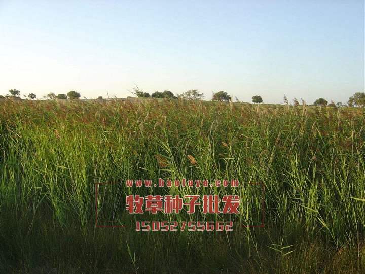 羊草種植技術(shù)