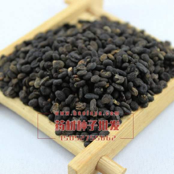 補(bǔ)骨脂種子