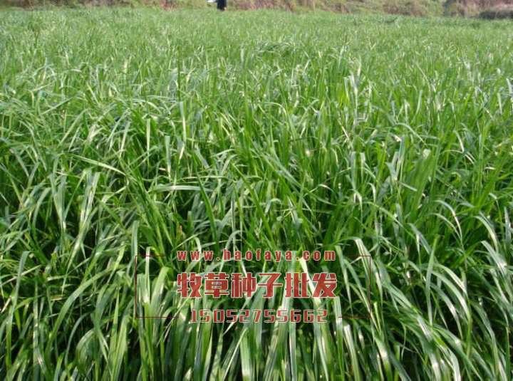 冬牧70黑麥草