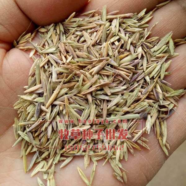 老芒麥種子