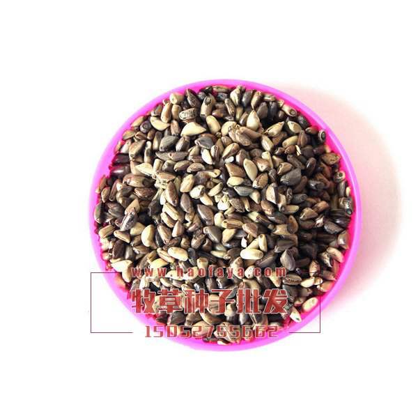 墨西哥玉米草種子