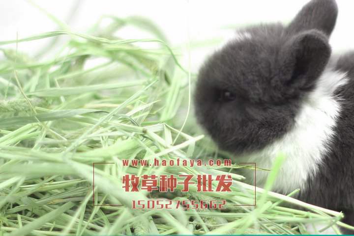 貓尾草種子批發(fā)