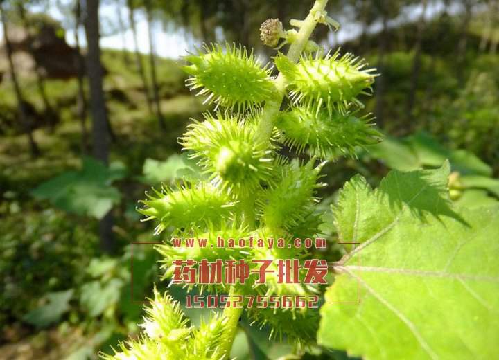 蒼耳種子批發(fā)