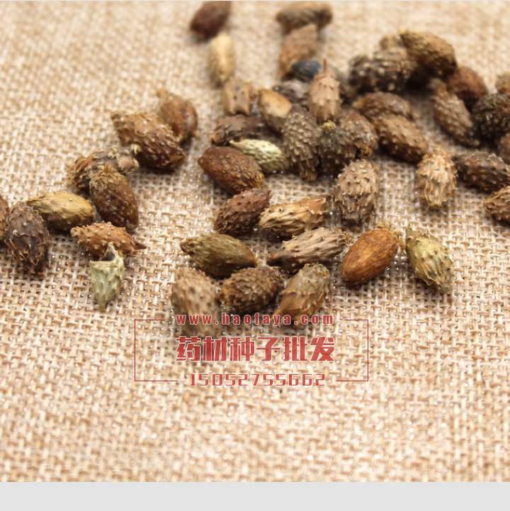 蒼耳種子批發(fā)