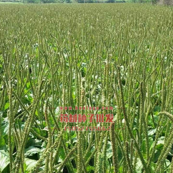 車前子種植技術(shù)