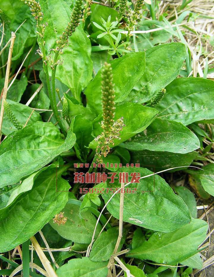 車前草種子播種