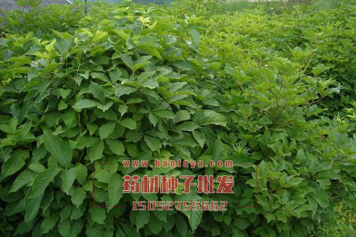 刺五加種子批發(fā)