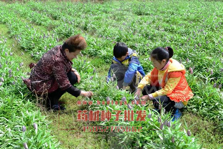 獨(dú)活功效與作用