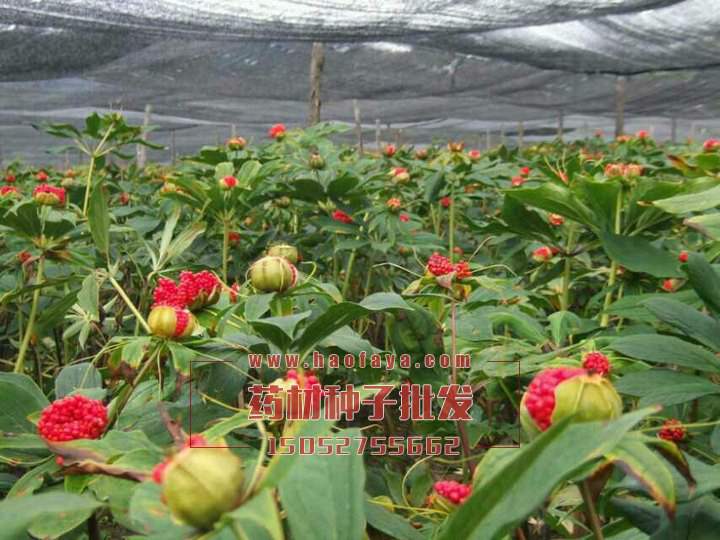 重樓功效與作用