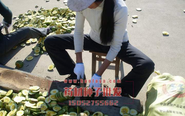 瓜蔞功效與作用