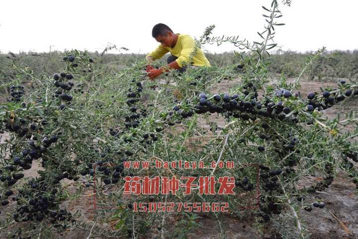 黑枸杞種植技術(shù)