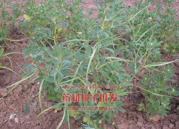 葫蘆巴種子批發(fā)