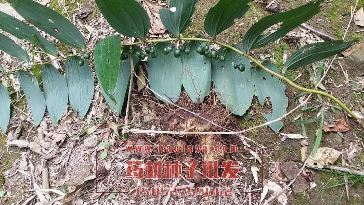 黃精種子批發(fā)