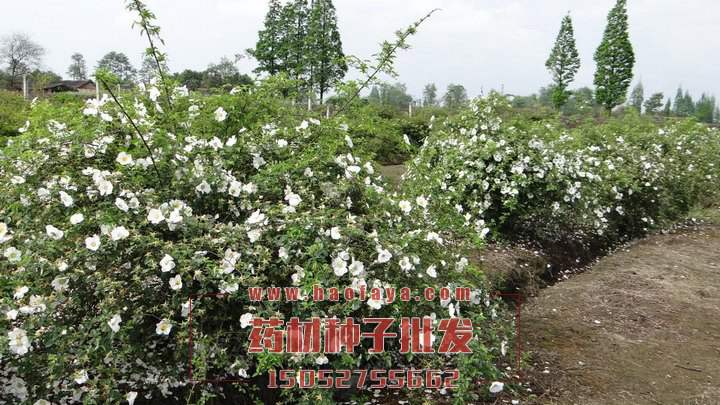 金櫻子功效作用