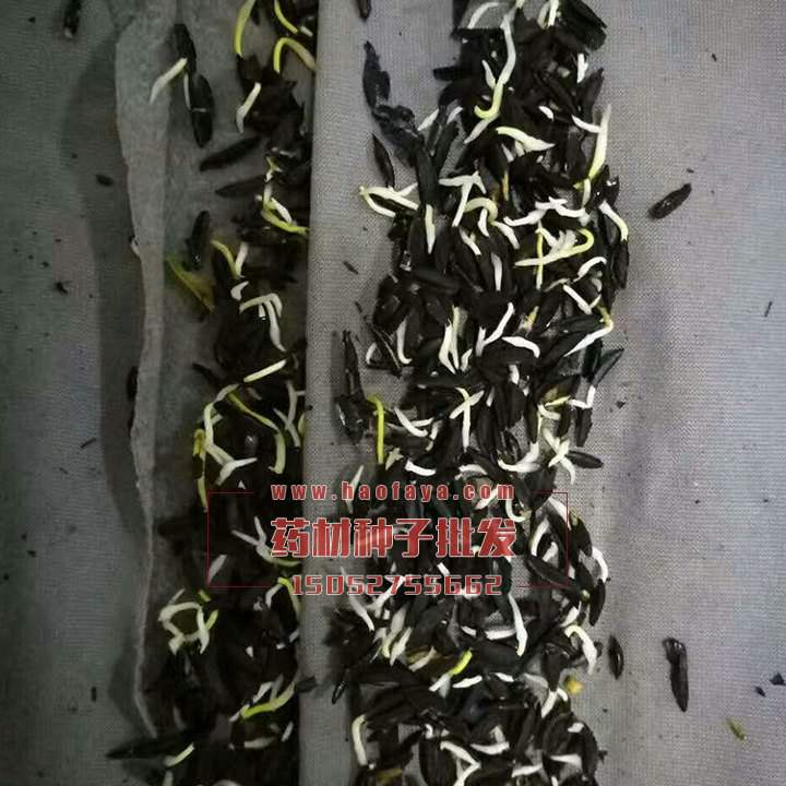 桔梗種子發(fā)芽率測(cè)試