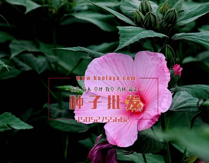 大花秋葵種植技術