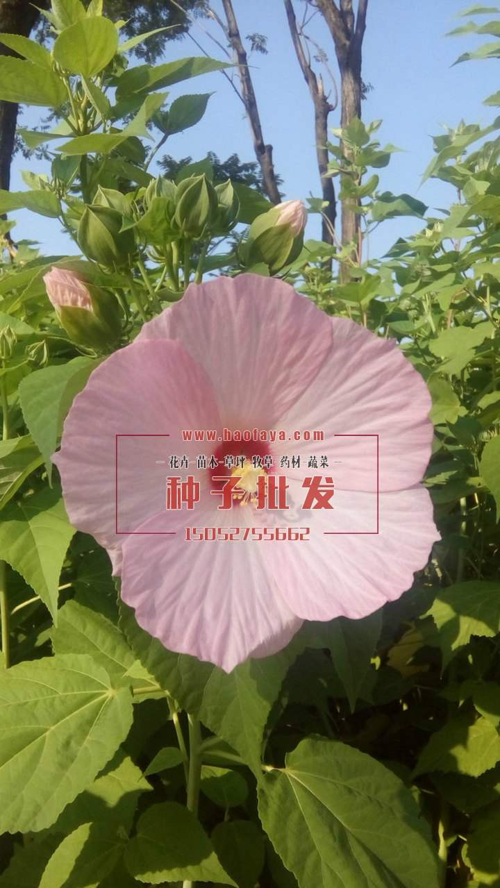 大花秋葵種子批發(fā)