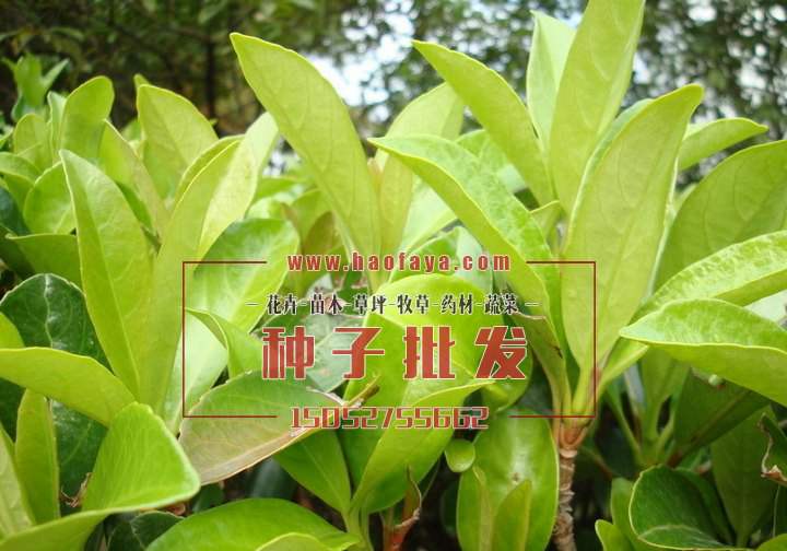 法國冬青種子