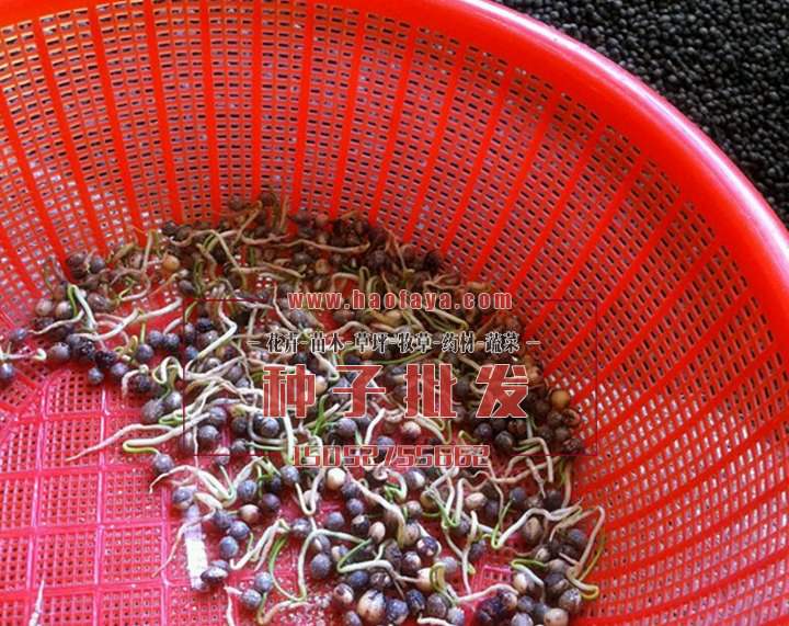 紅豆杉種子催芽