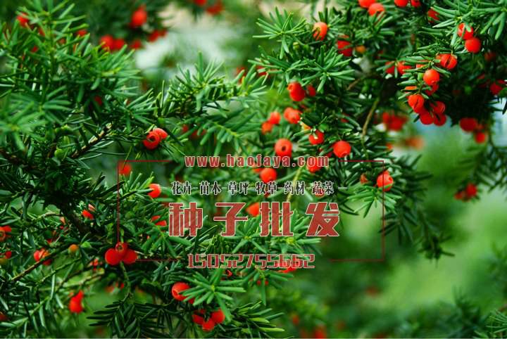 紅豆杉種植栽培技術(shù)