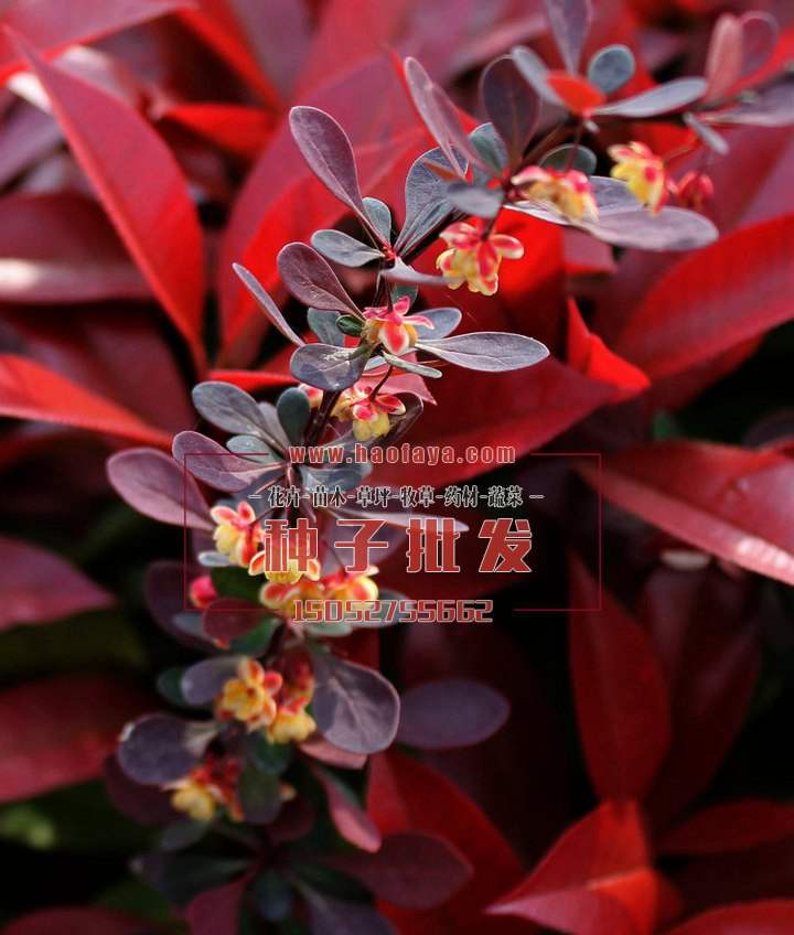 紅葉小檗種植栽培技術(shù)