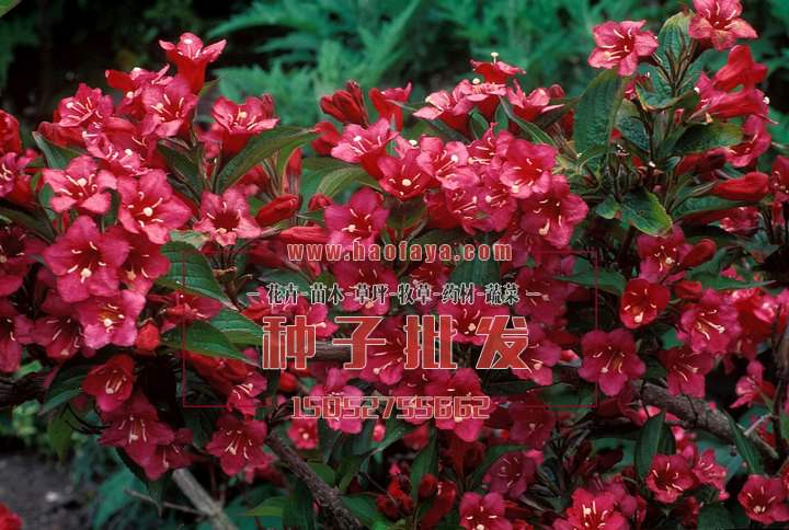 紅王子錦帶種子