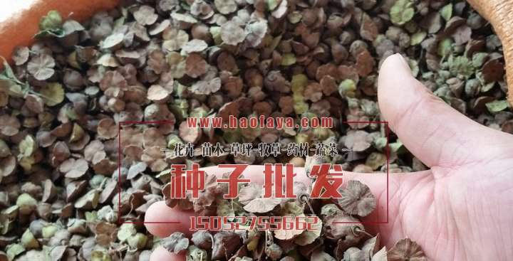 馬甲子種子批發(fā)