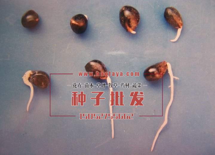 牡丹種子發(fā)芽