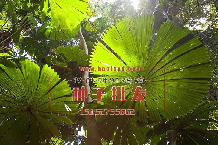 蒲葵種子批發(fā)