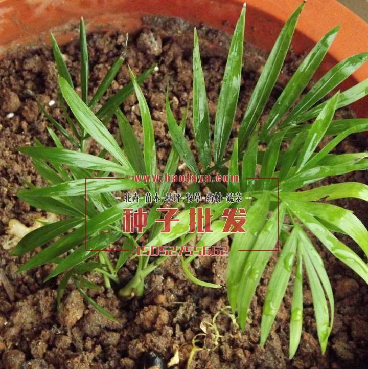 散尾葵種植技術(shù)