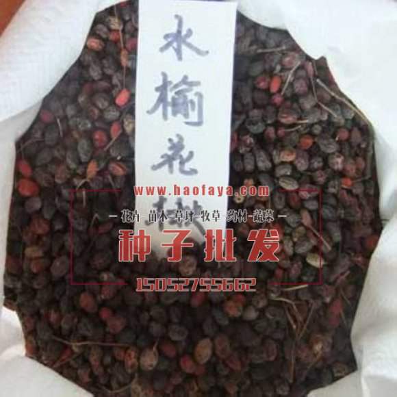 水榆花楸種子