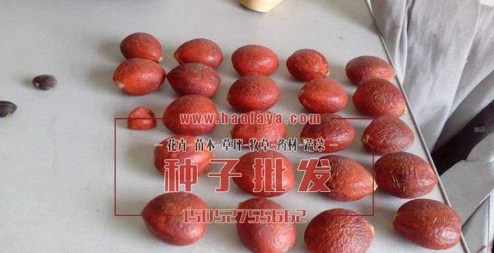 鐵樹種子銷售價格